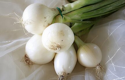 close up picture of a bundle of white onions