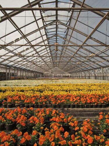 Inside a greenhouse full of yellow and orange flowers