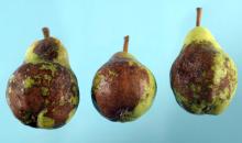 Closeup of multiple green pears with large brown spots on them (fire blight)
