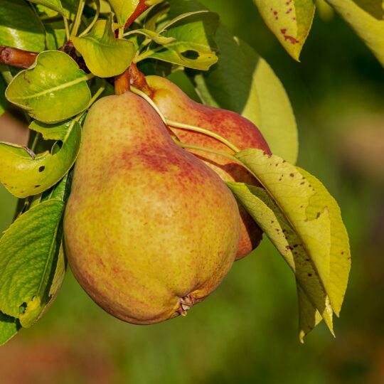 closeup of a pear on a tree