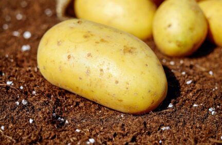 Closeup of yellow potato in dirt in field