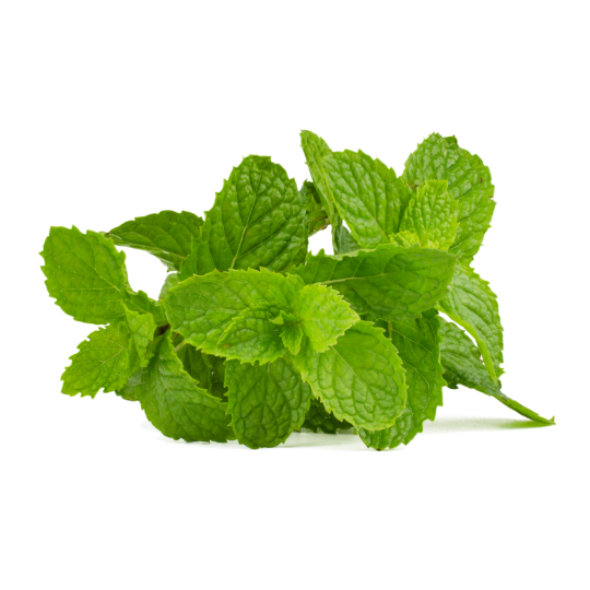 Closeup of peppermint plant with a plain white background