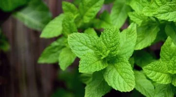 Closeup of peppermint plant with a dark background
