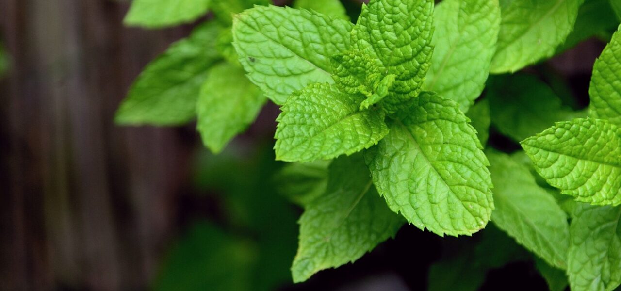 Closeup of peppermint plant with a dark background