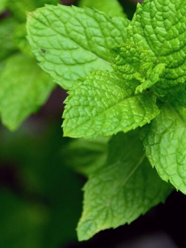 Closeup of peppermint plant with a dark background