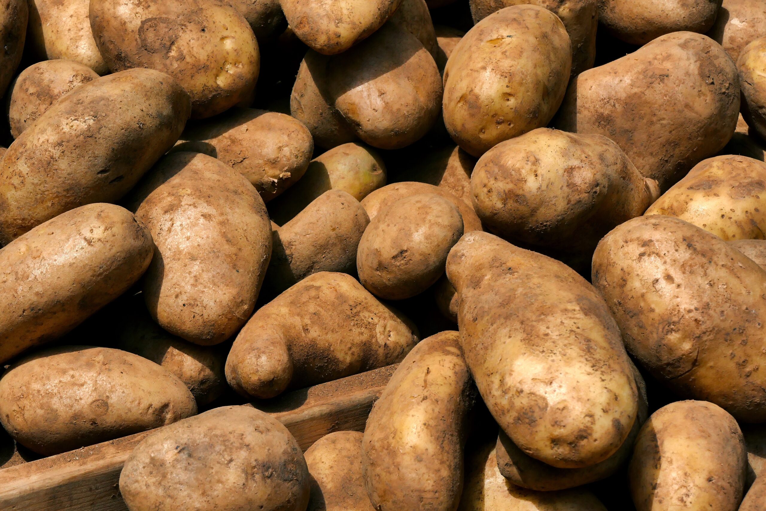 close up of russet potatoes in a pile