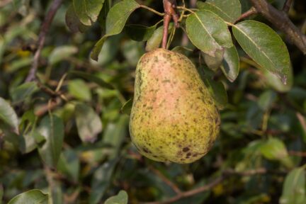 closeup picture of a yellow pear on a tree with brown spots (pear scab)