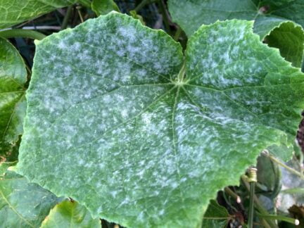 closeup of a leaf with white spots on it (powdery mildew)
