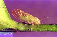 close up of insect (psyllid) on a green stem with a purple background