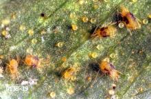 closeup picture of insects on a leaf (spider mites)