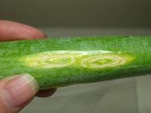 close up picture of yellow spots on an onion stalk