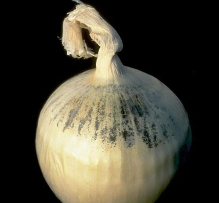 picture of white onion with black spots on it
