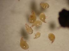 close up picture of bulb mites