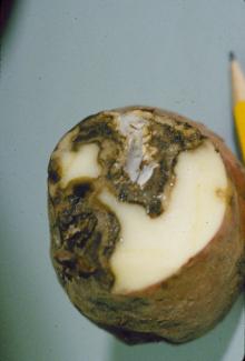 closeup of dry rot on a potato on a grey background