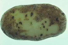 closeup of black spots (early blight) on a potato