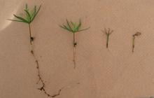 image of 4 roots, root on the left is long healthy root, 3 roots on the right are short unhealthy roots.