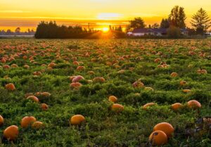 picture of a sunset with orange pumpkins in a green field