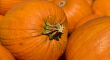 closeup of orange pumpkins piled on top of one another