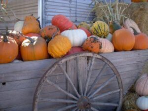 picture of multicolored pumpkins of various sizes on a wooden cart with a big wheel. 