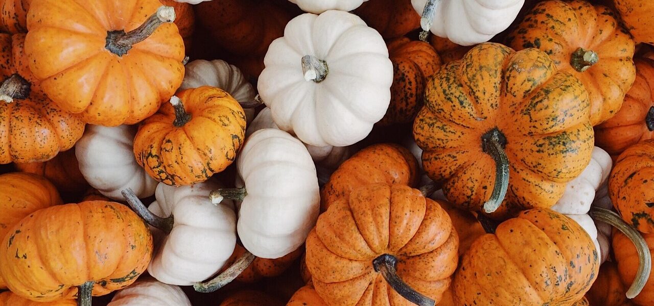 mini, multicolored pumpkins in a pike