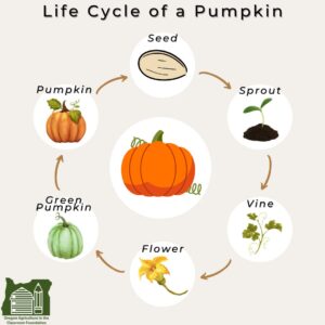images of a pumpkin seed, sprout, vine, flower, green pumpkin, and orange pumpkin in a circle with arrows directing through the different stages of the growing life cycle of a pumpkin