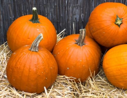 picture of medium sized orange pumpkins on a hay bale with a wooden background