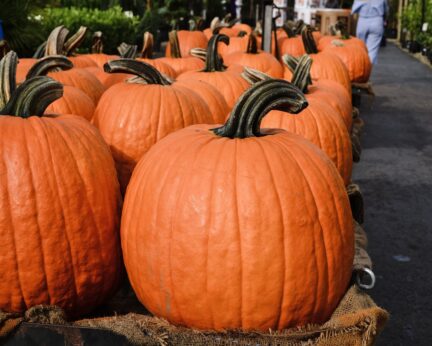 image of large sized orange pumpkins in rows on wooden pallets.