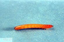 closeup of orange and red worm on a light teal background