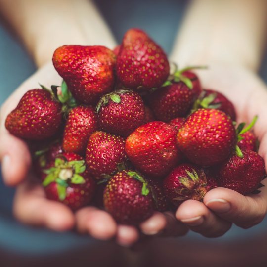 Close up picture of two hands holding a pile of ripe, red strawberries. There is some darkness around the edges and everything is blurry except for the hands and strawberries.