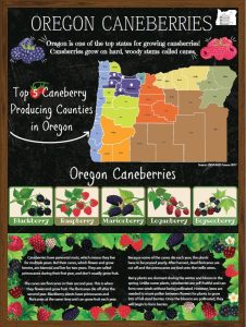 Oregon Caneberries Poster