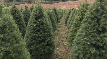 christmas trees lined up at Stroda Brothers Farms in Oregon