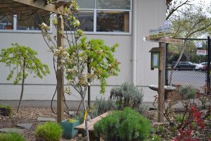 Raleigh Hills garden