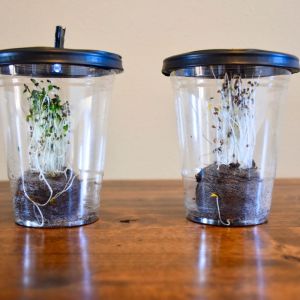 Desktop Greenhouses