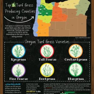 Oregon Turf Grass Poster