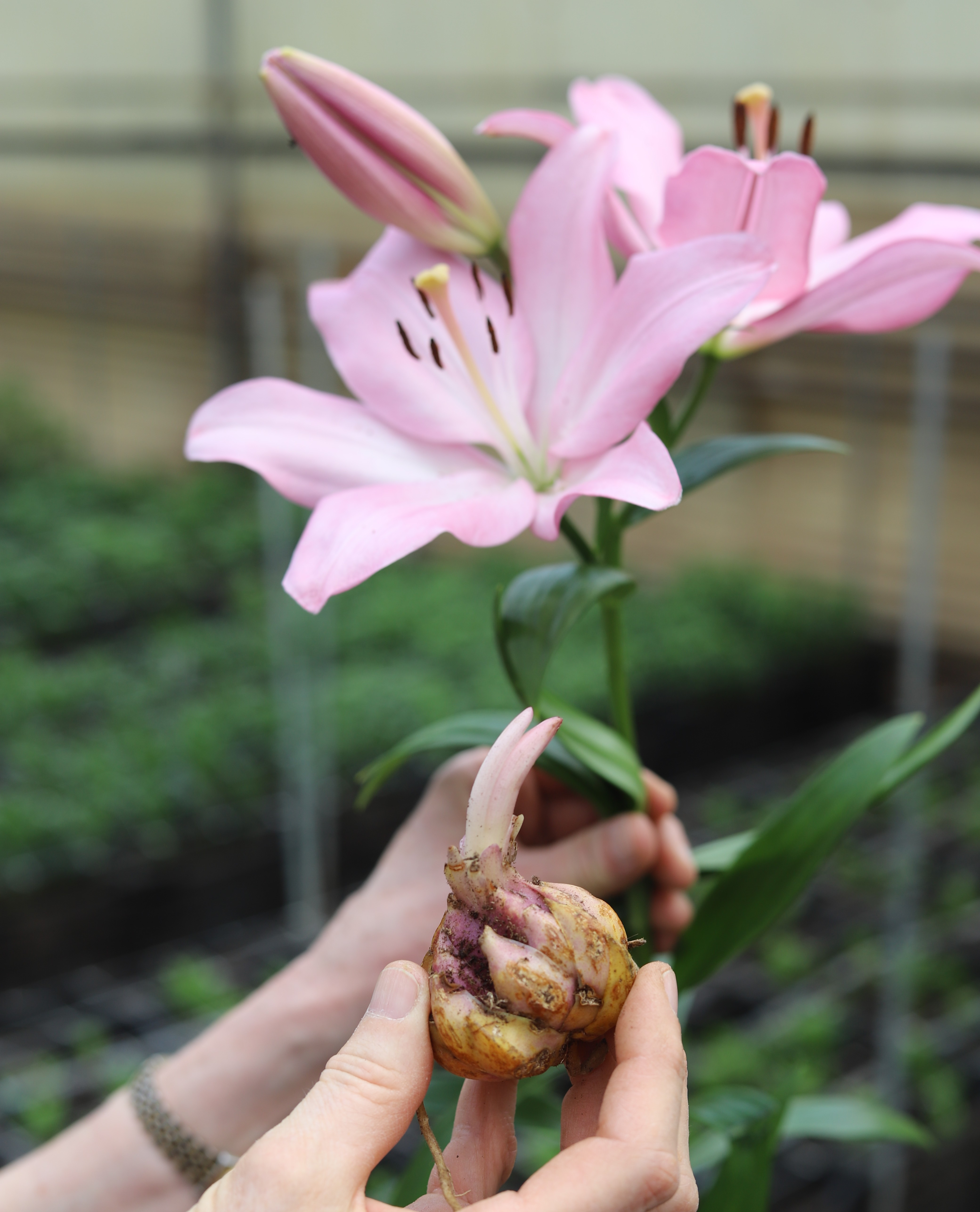 A hand holds lilly flowers